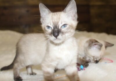 snowbengal