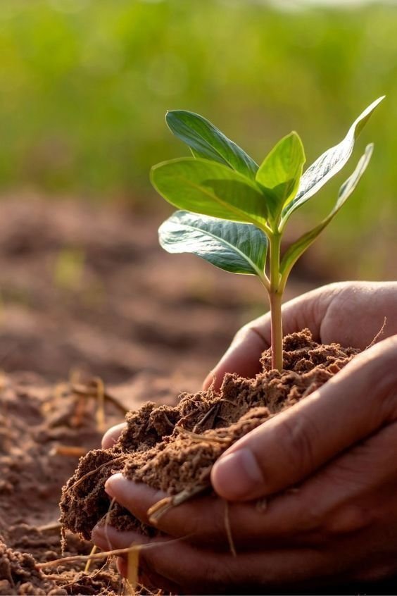 Grow Green with Soil Dynamics: Leading Organic Fertilisers Australia