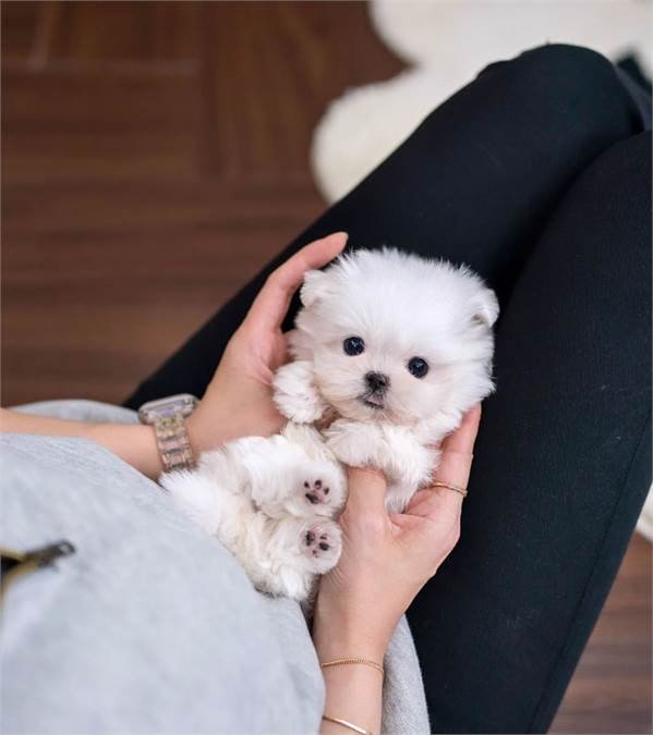 Two Teacup Maltese Puppies Needs a New Family