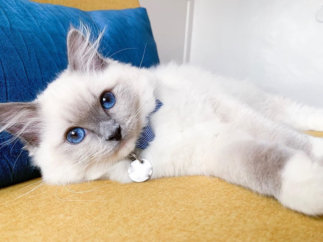Hand-Raised Ragdoll Kittens