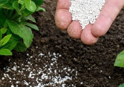 organic-seaweed-fertiliser