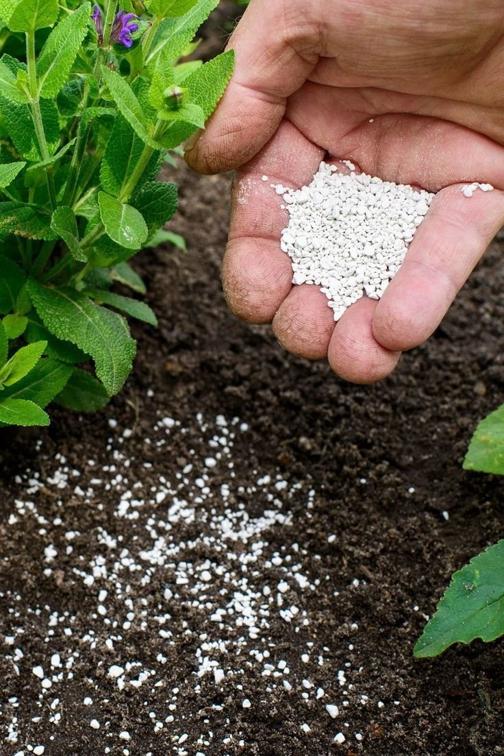 Boost Plant Health Naturally with Organic Seaweed Fertiliser from Soil Dynamics