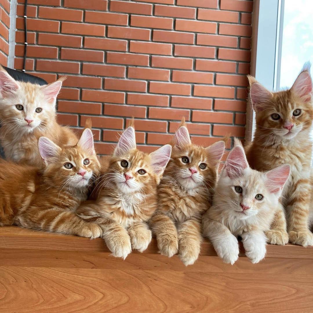 MAINE COON KITTENS🐾