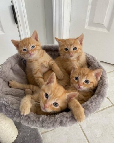 MAINE COON KITTENS🐾