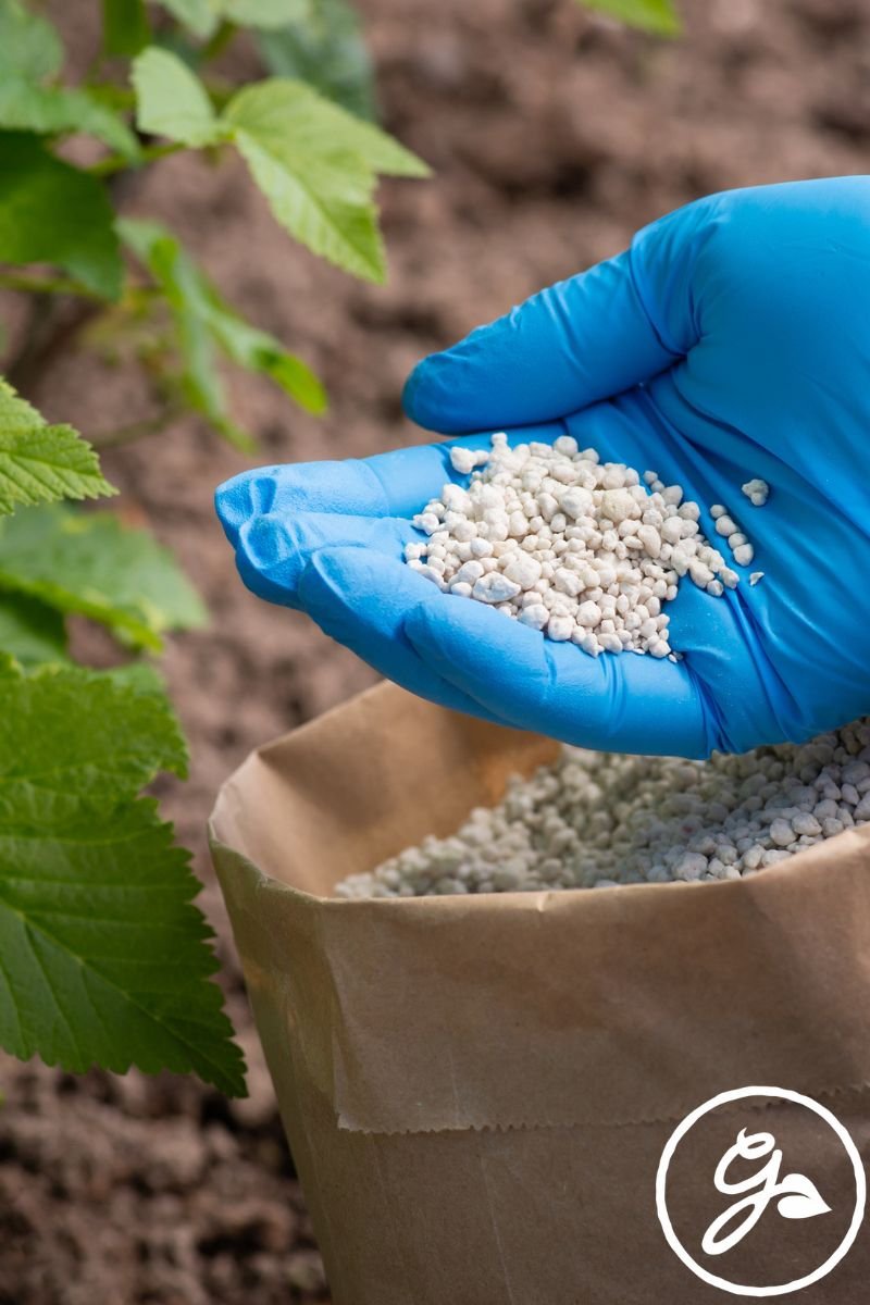 What Makes the Best Organic Lawn Fertiliser for Healthy Growth?