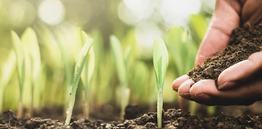 Why Gardeners Prefer Organic Slow Release Fertiliser for Healthy Plants