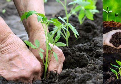 organic-fertilizer-benefits