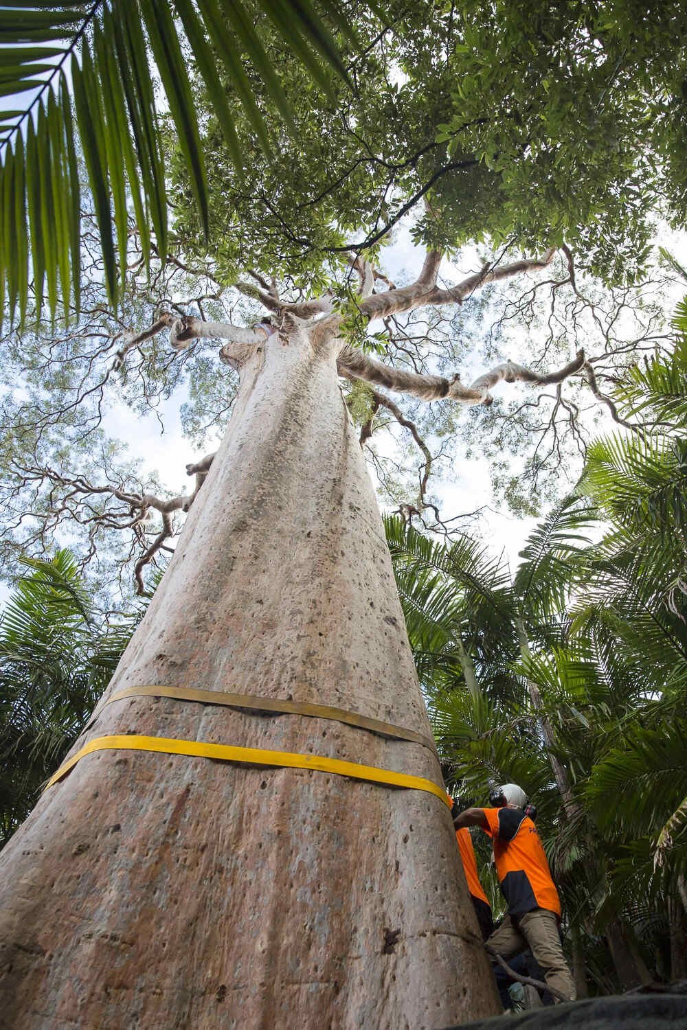 Hire Specialist Tree Removal Service in Sydney