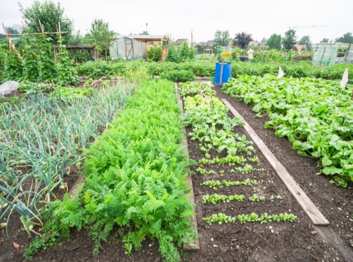 Discover the Best Organic Fertiliser in Australia for Healthier Soil