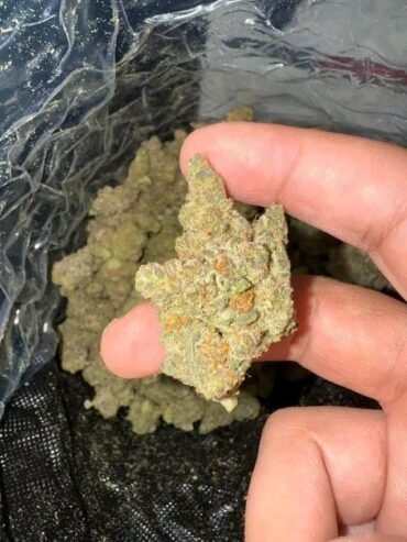 Hey Telegram @pluglord50, Coke Ice Cold Shard Weed Bud Molly Dmt Xanax Dexies Cacain Rock Speed Gear