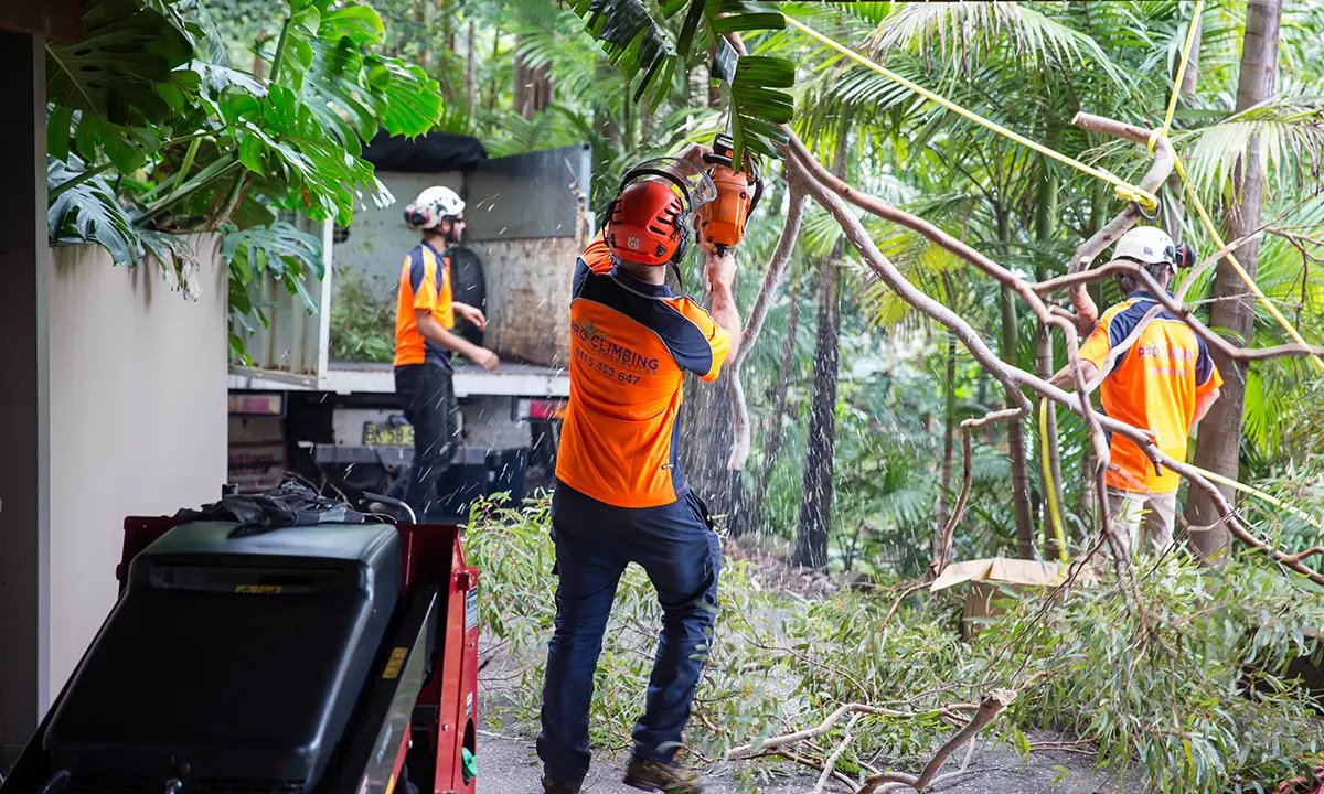 Hire an Experienced Arborist in Sydney
