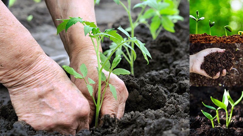 Why All-Purpose Organic Fertiliser is a Must for Every Garden