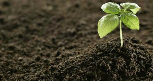 Why Organic Fish Fertiliser is a Game-Changer for Healthy Gardens