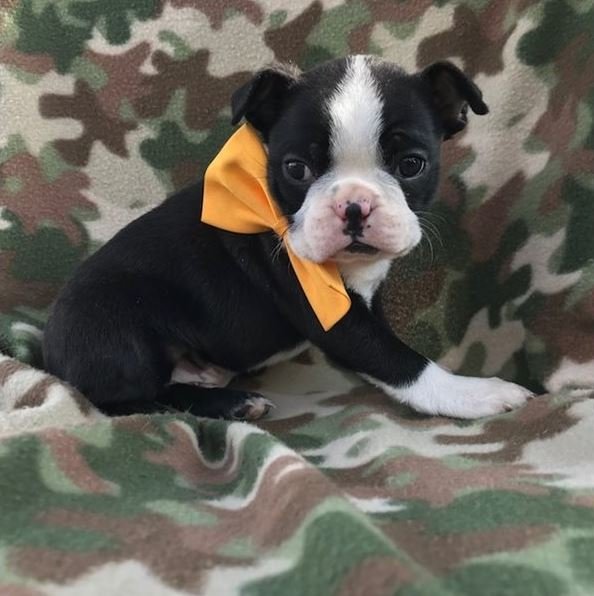 Boston Terrier Puppies – Perfect Family Pets**