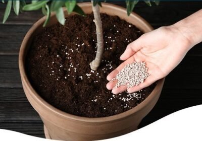 best-fertilizer-for-indoor-plants-1