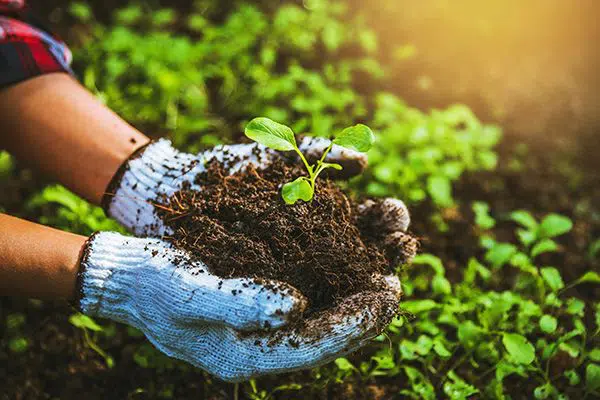 Best Organic Lawn Fertiliser for a Greener, Healthier Backyard