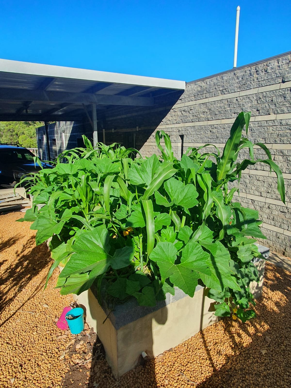 Complete Organic Fertiliser for Healthy Soil and Stronger Plants